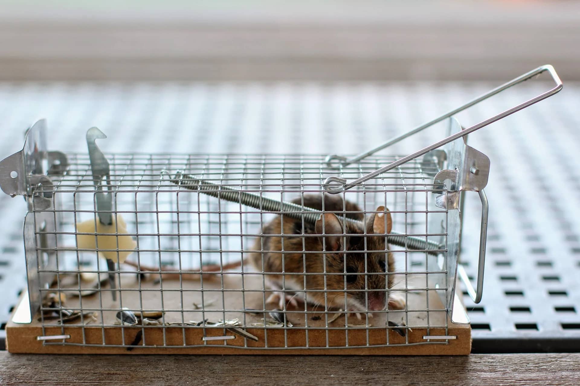 Best Rodent Control Services in Chennai | Rat & Mouse Control Experts - Flash Pest Management Chennai